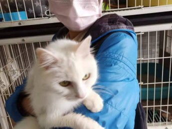 图 上海正规流浪猫收养救助领养基地 上海流浪猫救助领养机构 上海宠物猫 
