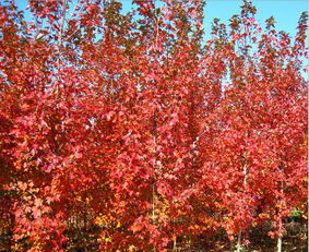 网上买的红枫树苗能种活吗,买回的红枫树在花盆里多长时间能发芽，盆栽红枫树和大地红枫树一样吗？