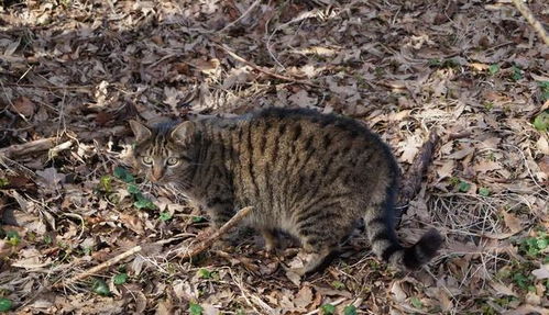 狸花猫的野性到底有多大 为什么会如此大