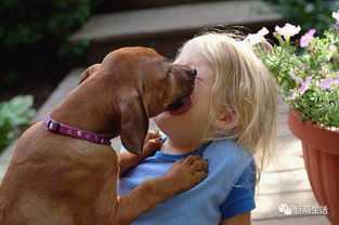 舔你是因为爱你 错 教你解读狗狗会倾诉的嘴巴 