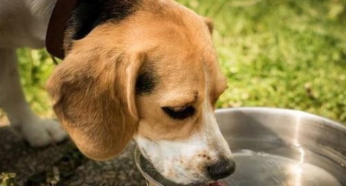 狗狗有泪痕怎么办 吃下面5种食物可以帮你去泪痕 