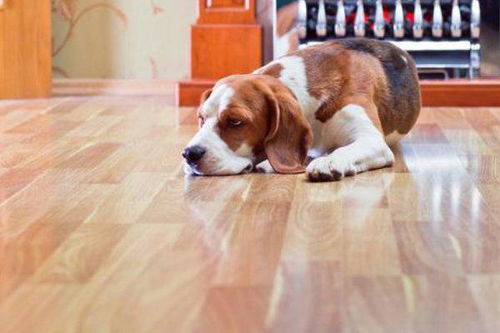 家里都是实木地板怎么养狗 
