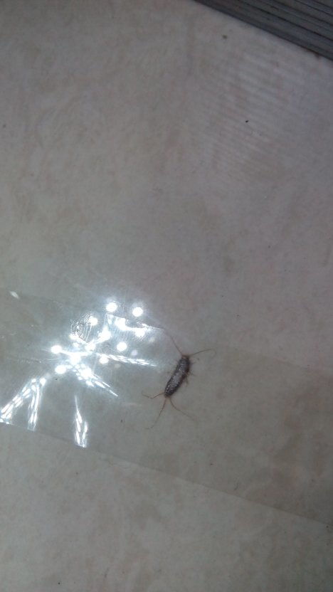 这是什么昆虫,家里发现的,仿佛是昼伏夜出,我打死了几只了 有的没有尾巴,是不是蟑螂 ps 我在河 