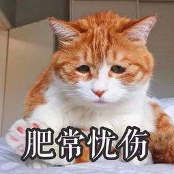 表情包丨一只丧猫, 哈哈哈哈 搜狐宠物 搜狐网 
