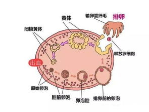 促排微刺激方案的利与弊