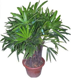 棕竹是什么植物,棕竹的种植和养护？