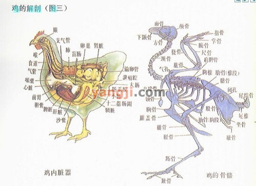 鸡的解剖图汇总 内脏及骨骼