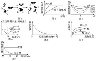 为什么酶有专一性，或者说是酶内部的什么决定了酶有专一性的呢急求，非常感谢