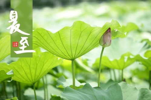 夏至下雨好吗 看夏至表现预测未来降水,南北方老农各执一词