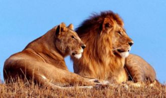 狮子的生活习性和外型特征 