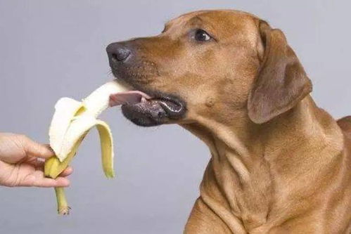养狗知识 别一直给狗狗吃狗粮,多给它吃这5种食物,它会更健康