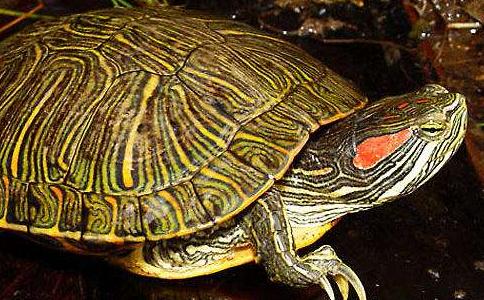 巴西龟为什么不能放生