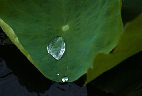 植物冷知识科普 为什么荷叶的叶面不沾水