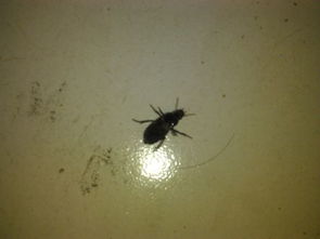 请问这是什么虫子 晚上飞到我家里很多