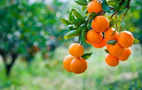 家庭盆栽橘子树,果期做好养护,不黄叶不掉果,秋季大丰收