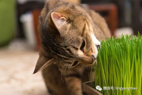 网友家的猫每次吃猫草的时候,样子都特别狂野..... 