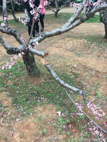 华中农大科研桃树被游客折断 