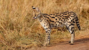 进入科普小殿堂丨来看看东非国家公园里常见的动物有哪些