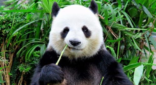 熊猫吃的竹子很贵吗 我国的竹子够熊猫吃吗