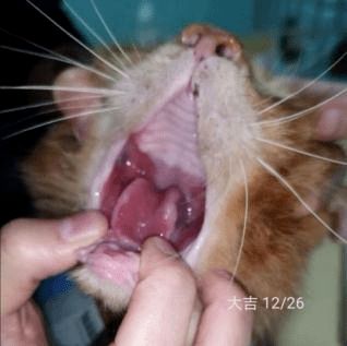 一例猫口炎的中西医治疗 
