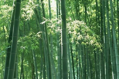 竹子常见虫害的防治方法,竹子怎样处理不会长蛀虫