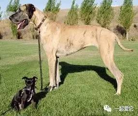 大型犬和小型犬能繁育后代吗(大型犬与小型犬)