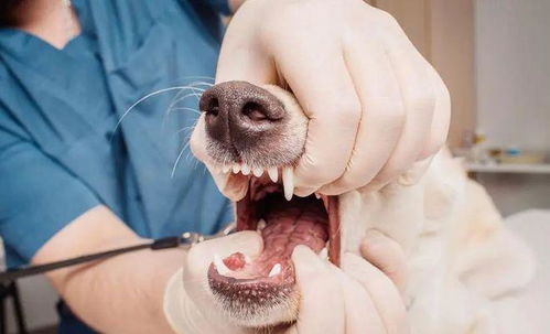 狗牙结石容易引起口腔疾病,该如何给狗狗预防牙结石