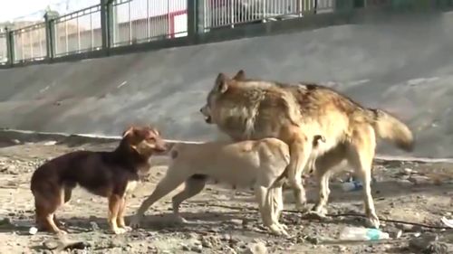 狼王看上狗狗,一旁的小黑狗不服气跟狼争夺,勇气可嘉 