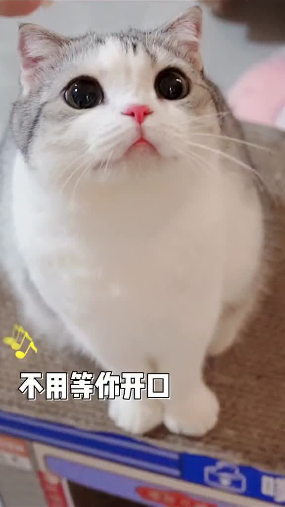 听说小猫咪看到喜欢的眼睛会发光,她看到了好吃的,还有你 