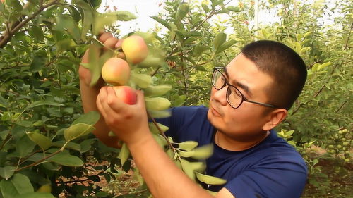 小帅亲自爬树摘苹果,做防摔测试,是否能成功 