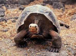 加拉帕戈斯象龟的形态特征 