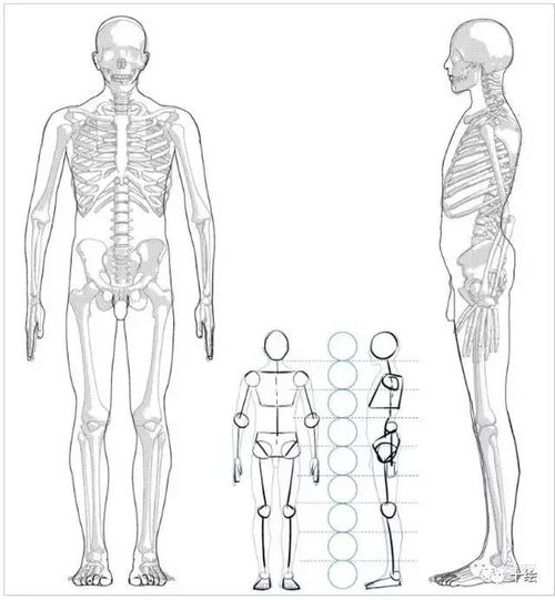 男性的人体结构,其实你可以这理解 