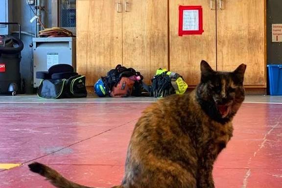 流浪猫成了消防局 保安 ,认真工作被投诉,却因此有了更好的家