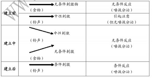 巴甫洛夫的经典性条件作用理论