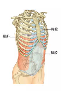 做个手术丢了肾 真的是 瞬间萎缩 吗 