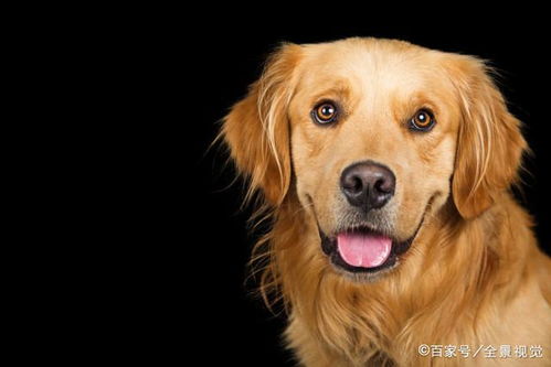 纯种金毛有7个特征,你家的狗狗是纯种还是串串