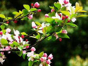 西府海棠能四季开花吗？