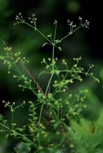 中国传统手工艺 植物染