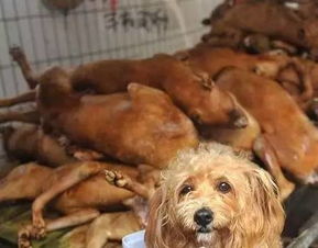 昨夜全城无眠 黄沙救狗 广州最大规模的一次爱心拯救行动