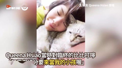 你们相信猫咪有转世吗