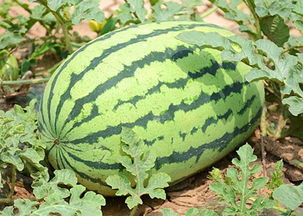 9月份还可以种西瓜吗 8月份种的西瓜能结果吗