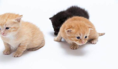 母猫对幼猫冷淡的3个原因 铲屎官要多长点心 