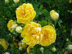 十大最贵的玫瑰花品种,世界第一玫瑰品种？