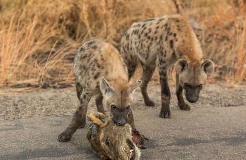 为什么鬣狗会害怕雄狮