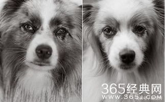 网友晒出自家活了16年的老狗照片,顿时引起众多网友感叹与分享