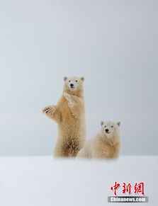 美国女药剂师游阿拉斯加 捕捉北极熊 招手 瞬间
