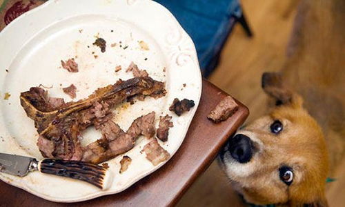 你知道狗狗不能吃的东西有哪些吗 这些食物千万别喂