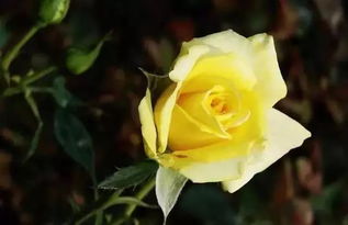 黄玫瑰是不是出现在葬礼上？