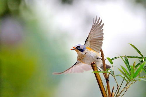 鸟类适于空中飞行生活的形态结构和生理特点有哪些 