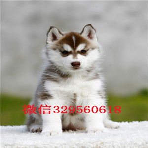 深圳二哈多少钱一只 纯种哈士奇幼犬出售 双蓝眼哈士奇